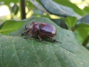 Bir dönem herkesin dikkatini çeken gergedan böceği görüntülendi