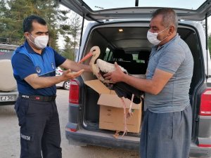 Yaralı leylek hayvanat bahçesine teslim edildi
