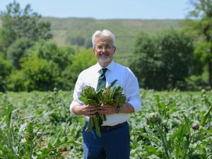 Meşhur Hasanağa enginarında hasat başladı
