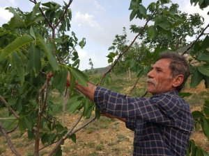 Kurtlar Vadisini ceviz fidanlarıyla yeşil vadiye dönüştürdü