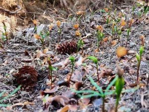 Artvin ormanlarında gençleştirme çalışmaları devam ediyor