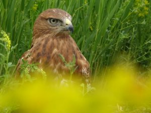 Evcilleştirilen kızıl şahin yaban hayata hazırlanıyor