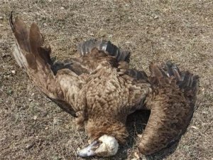 Afyonkarahisar’da 7 kara akbaba zehirlenerek telef oldu