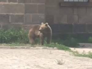 Sarıkamış’ta yavru ayı gündüz ilçe merkezine indi