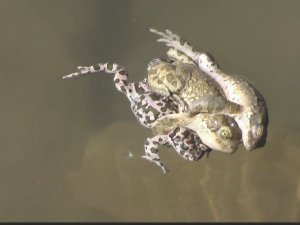 Suda sarmaş dolaş olan üç kurbağa görüntülendi