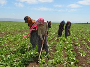 Mevsimlik tarım işçilerinin zorlu mesaisi başladı