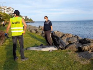 Sinop’ta ölü yunus kıyıya vurdu