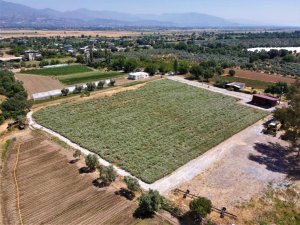 Efeler’in kekikleri hasada hazırlanıyor