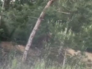 Bursa’da ayı paniği