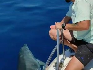 Yunuslar balıkçının "gel" diye seslenişini karşılıksız bırakmadı