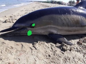 Kuşadası’nda sahile ölü yunus vurdu