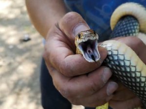 Sitenin bahçesine giren yılanı eliyle yakaladı