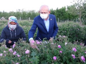 CHP Genel Başkanı Kılıçdaroğlu, Isparta’da işçilerle gül topladı