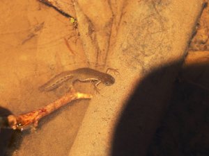 Nesli tükenme tehlikesinde olan "su semenderleri" görüntülendi