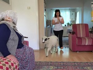 Annesinin reddettiği kuzuyu evinde besliyor