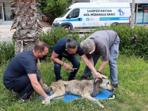 Hayvan ambulansı  ile anında müdahale