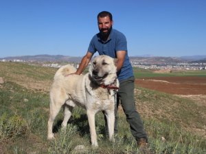 Kangal köpeği yetiştiricisi:"‘Ben üreticiyim’ diyen herkesin suç kayıtlarına bakılsın”
