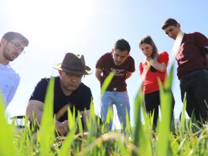 Kuraklığa karşı geliştirilen buğday genotipleri tescil yolunda