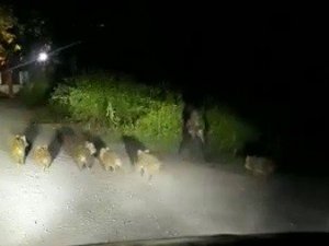 Yoldan geçen domuz sürüsü görüntülendi