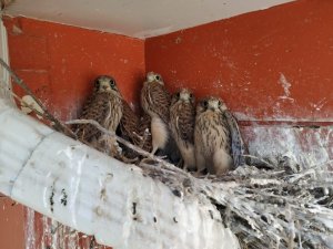 Yuvadan düşen 3 yavru şahin yuvalarına konuldu