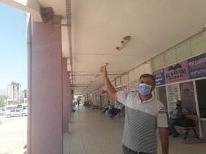 Kırlangıçlar otogarı mesken tuttu