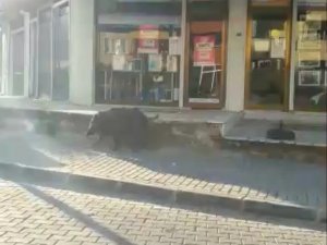 Yaban domuzu ilçe merkezinde gezdi, görenler şaşırdı