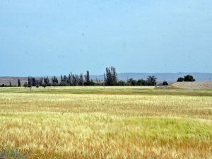 Kuraklıktan ekinler 1,5 ay önce sarardı