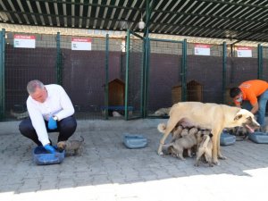 Kahta’daki hayvan barınağı bölgeye hitap ediyor