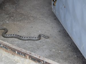 Nesli tehlike altında, Sivas’ta görüldü