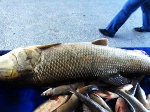 Erzincan’da Fırat Nehri’nde dev Turna balığı yakalandı