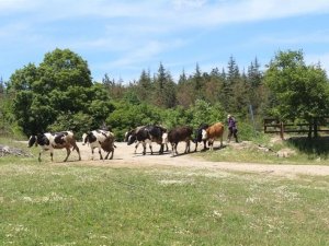 Kırklareli hayvancılıkta çıtayı yükseltiyor