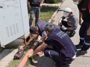 Trafoya giren yavru kedi için ekipler seferber oldu