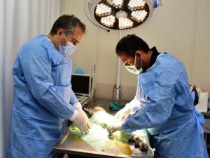 Yıldırım’da can dostları emin ellerde