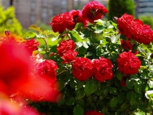 Gül sevgiyle büyür