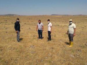 Musabeyli’de çekirgeyle mücadele başladı