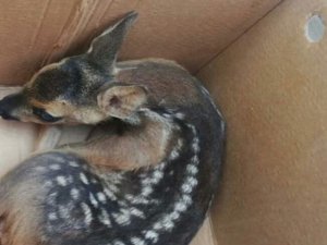 Vatandaşlar tarafından bulunan yaralı karaca tedavi için yetkililere teslim edildi