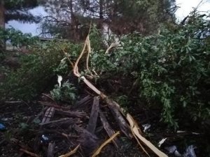 Elazığ’da yıldırımın düştüğü ağaç ikiye ayrıldı