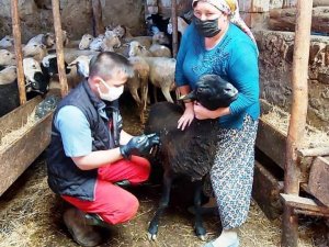 Hisarcık’ta küçükbaş hayvanlara veba ve brucella aşısı