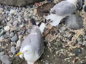 Ayaklarına balık kancası takılan iki martıyı kurtardı, ödülü martının ısırığı oldu