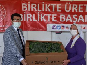 Muğla’da 120 üreticiye 40 bin karpuz fidesi dağıtıldı