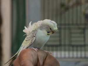 Gençlerin yeni tutkusu muhabbet kuşu