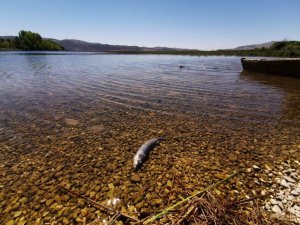 Büyük Menderes Nehri’nde kuraklıktan dolayı kuruma tehlikesi baş gösterdi
