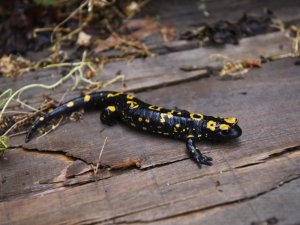 Adana’da nesli tehdit altında olan ’sarı benekli semender’ görüntülendi