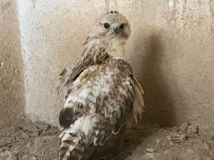 Yaralı halde bulunan şahin tedavi altına alındı