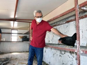 Bodrumlu çiftçilere tavuk dağıtımı