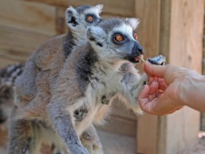 Hayvanat Bahçesi ailesi 150 yeni doğumla zenginleşti