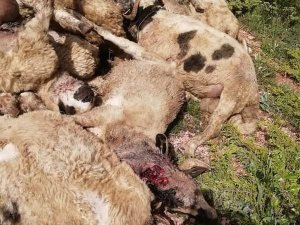 Tokat’ta kurtlar 35 küçükbaş hayvanı telef etti