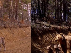Bayburt’ta nesli tükenme tehlikesindeki vaşak fotokapanla görüntülendi