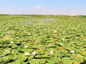 Türkiye’nin en büyük nilüfer tarlasında şölen başladı