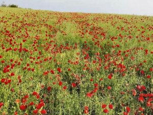 Tekirdağ’da tarlalar kırmızıya boyandı